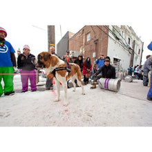 Lataa kuva Galleria-katseluun, EZYDOG CONVERT HARNESS VALJAAT - GOLD